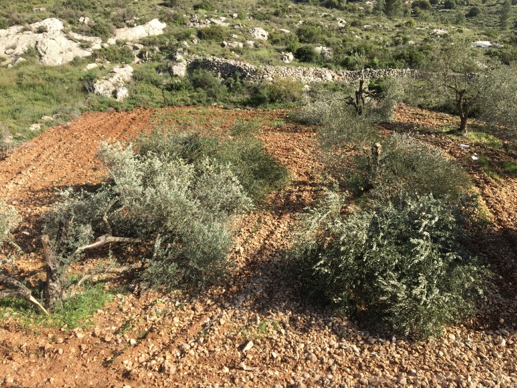 مستوطنون يقطعون نحو 70 شجرة زيتون في الخليل