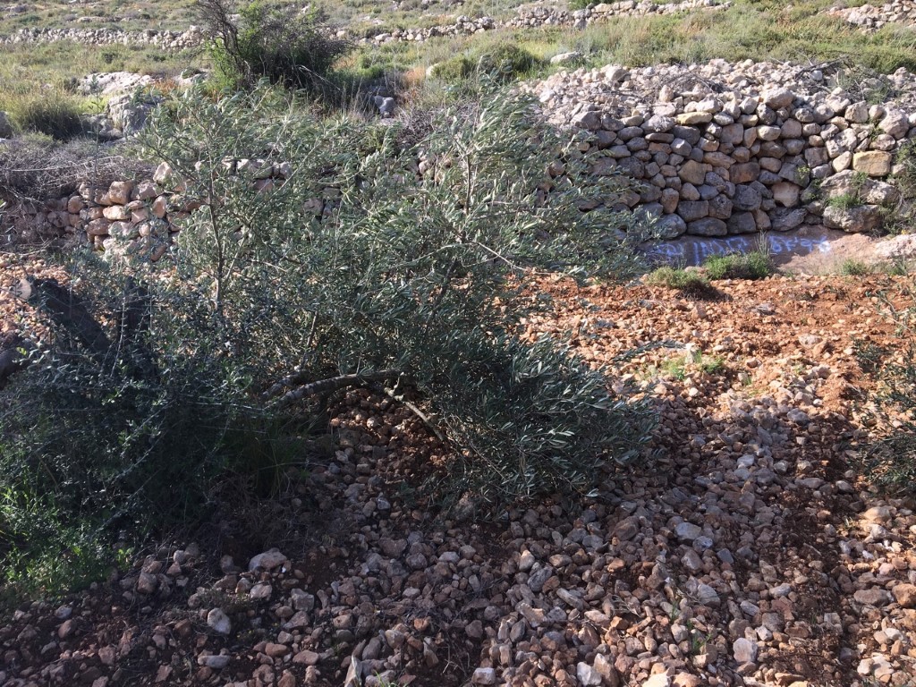 مستوطنون يقتلعون عشرات أشجار الزيتون في رام الله