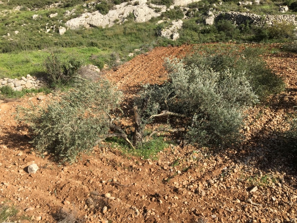 مستوطنون يقطعون عشرات أشجار الزيتون في قريوت