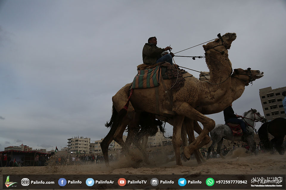 مهرجان خيل وهجن عربية في غزة إحياءً للتراث العربي