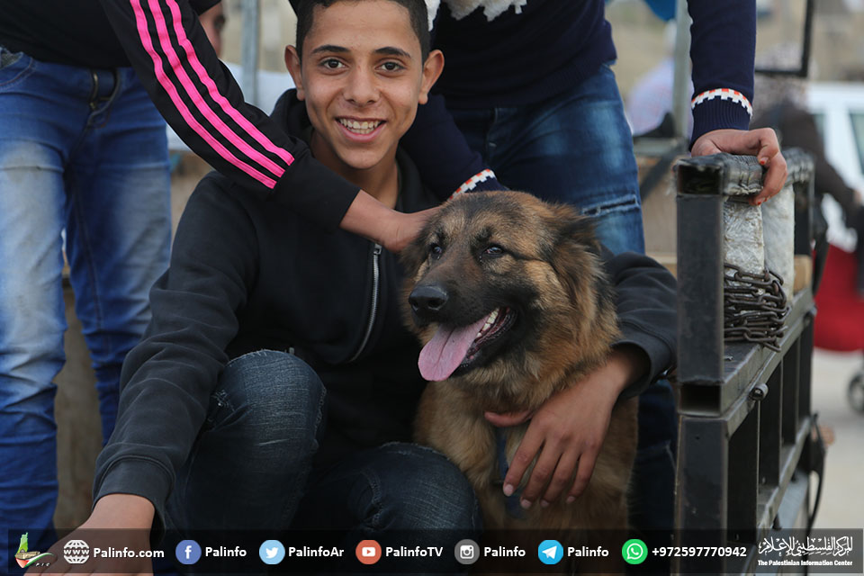 مربو الكلاب في غزة ينظمون عرضاً لها ويعرضون أنواعها