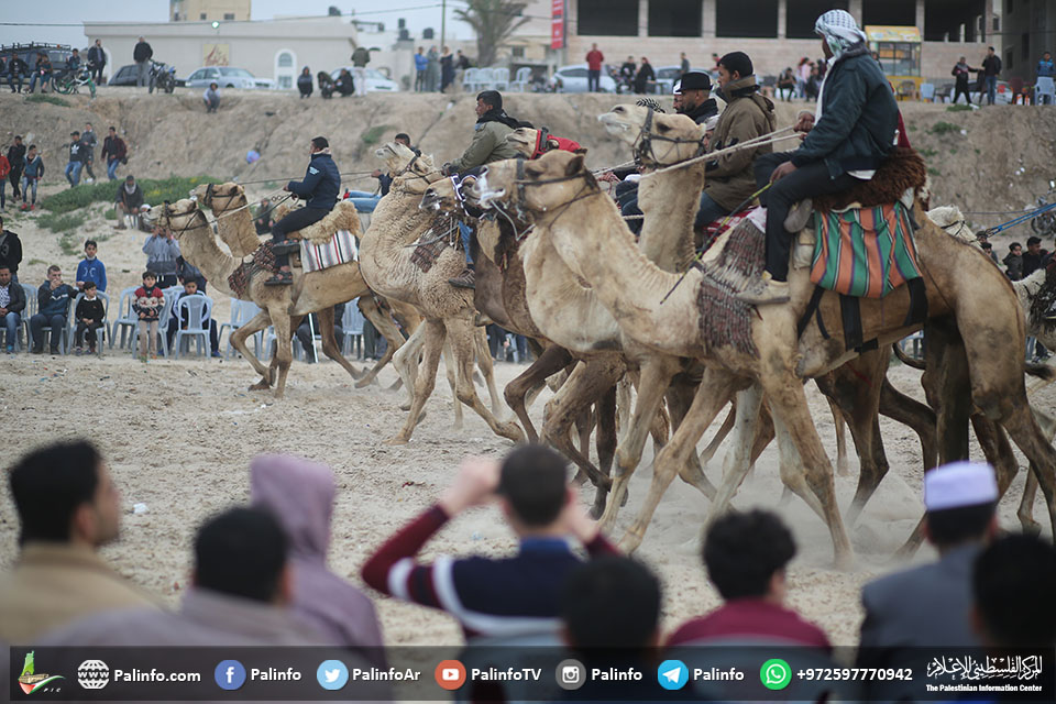 عرض للخيول والجمال في حفل تراثي على شاطيء بحر غزة