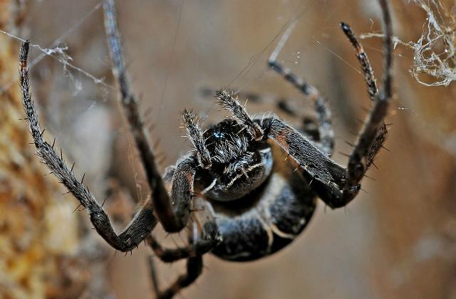 وفاة أكبر عنكبوت في العالم عن 43 عاماً