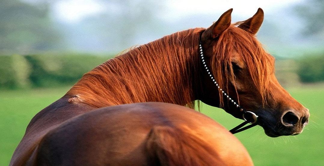 لا تعبس في وجه الحصان.. فهو يقرأ عواطفك