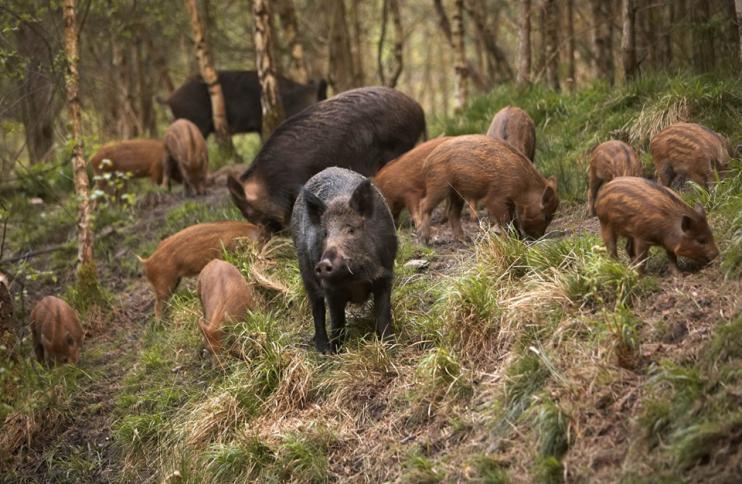 حملة في طولكرم لمكافحة الخنازير البرية