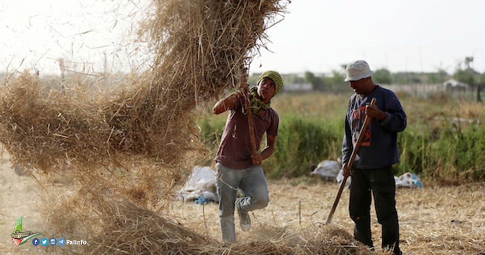 مخاوف من نفاد مخزون القمح في الأراضي الفلسطينية خلال 3 أسابيع