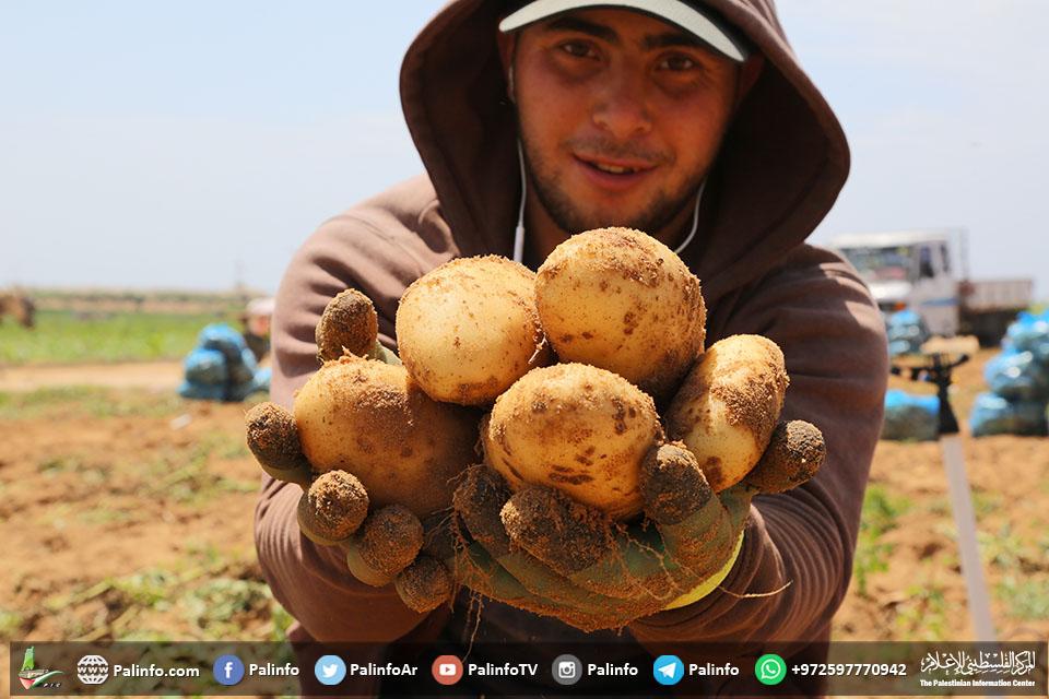 موسم البطاطا بغزة.. تجود الأرض بخيراتها