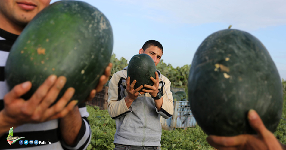 موسم البطيخ يرطب صيف غزة الملتهب