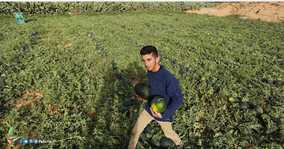 اكتفاء ذاتي بمحصول البطيخ في قطاع غزة