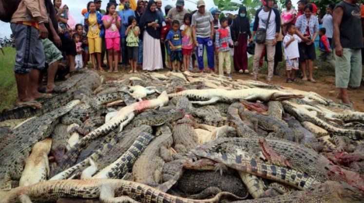 قرويّون يقتلون 292 تمساحًا بإندونيسيا