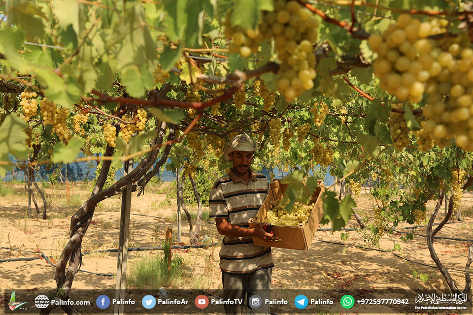 الزراعة بغزة: توقعات بإنتاج 7 طن في موسم العنب الحالي