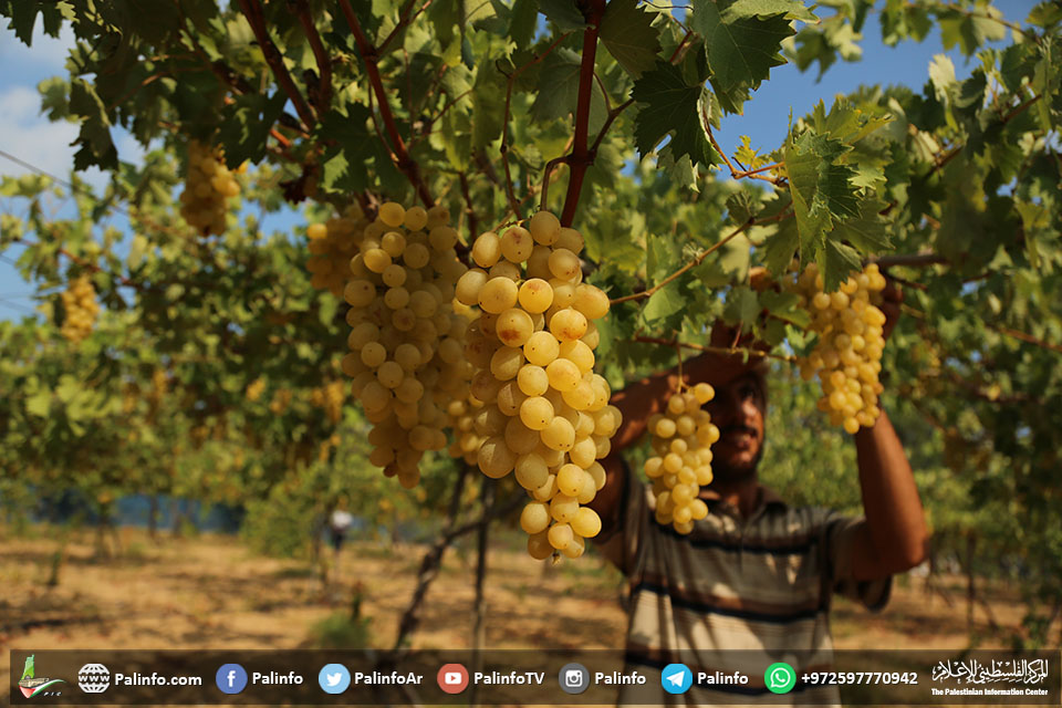 وزارة الزراعة تفتتح موسم العنب غرب مدينة غزة