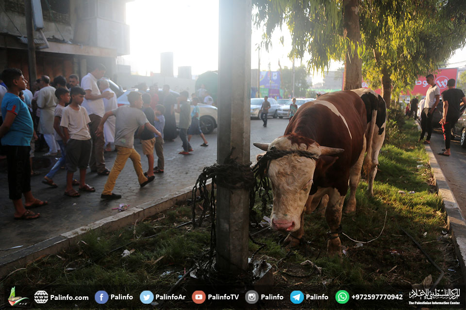 استعداد المواطنين بغزة لذبح اضاحي العيد
