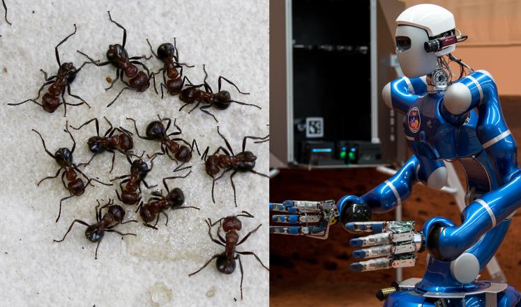 كيف يمكن للنمل الكسول أن يفيد بصناعة الروبوتات؟