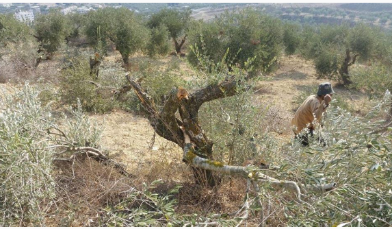الاحتلال يخطر باقتلاع 70 شجرة زيتون في الأغوار الشمالية