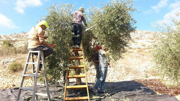 الاحتلال يمنع المزارعين من قطف الزيتون في نابلس