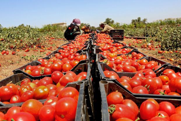 زراعة غزة تقلص تسويق البندورة للخارج
