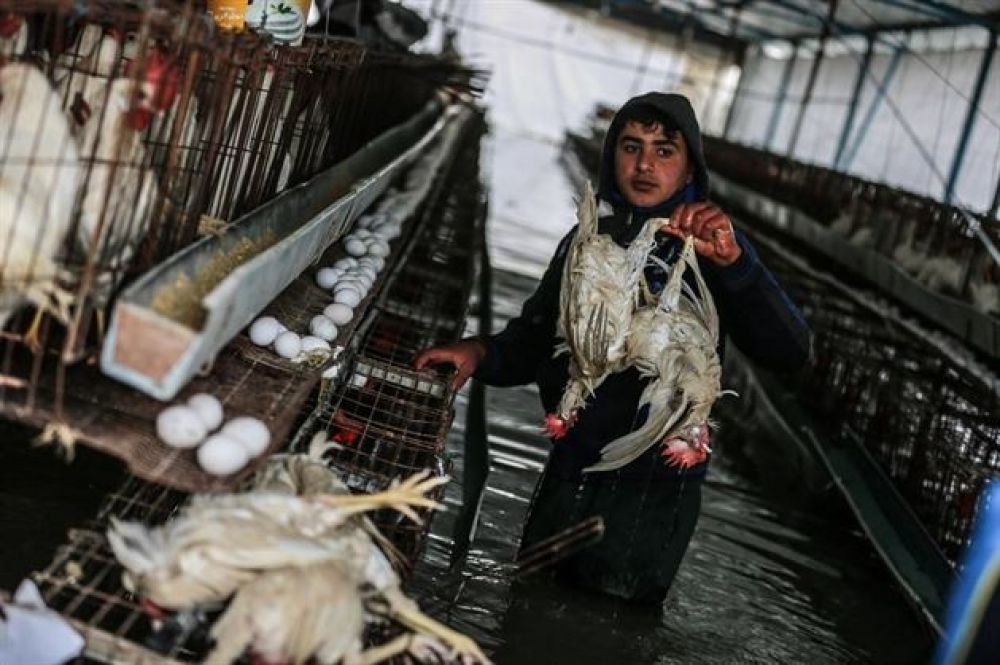 تضرر 700 دونم زراعي ونفوق 2000 دجاجة بغزة جراء المنخفض
