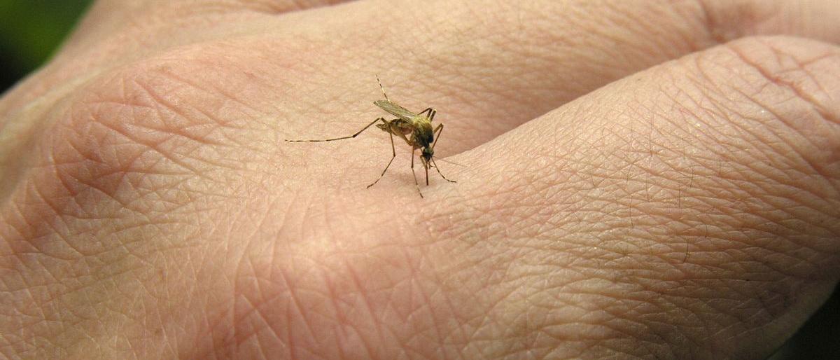 بعد 70 عاماً.. الصحة العالمية تعلن خلو الصين من الملاريا