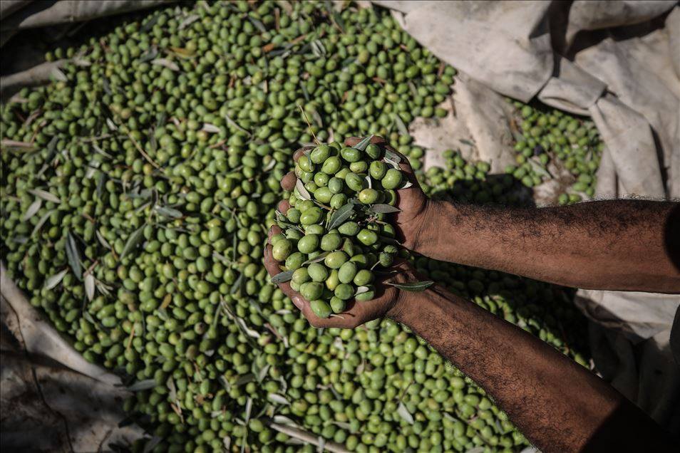 الزراعة بغزة تتوقع إنتاج 30 ألف طن من الزيتون هذا العام