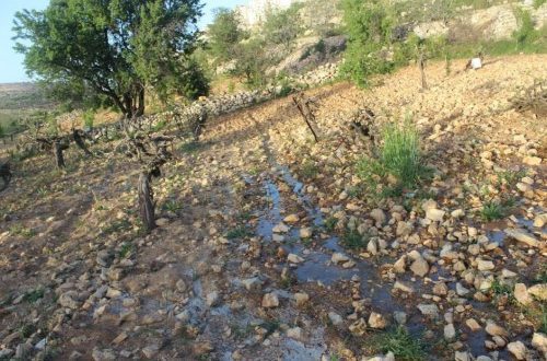 مستوطنون يغرقون أراضي زراعية بالمياه العادمة جنوب غرب بيت لحم