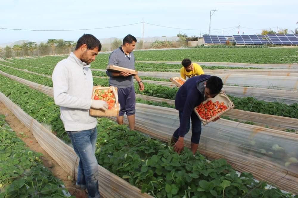 وزارة الزراعة تفتتح موسم الفراولة بغزة