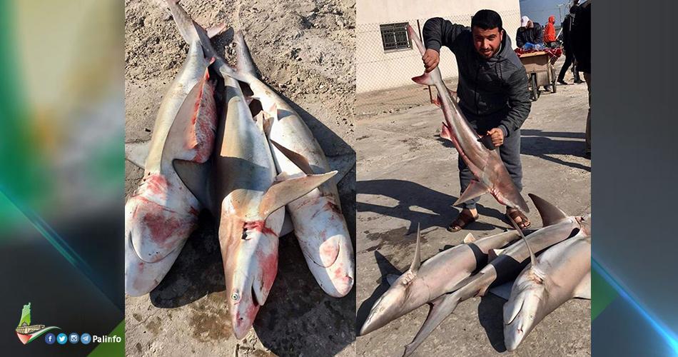 صيد وفير لأسماك القرش في بحر خان يونس