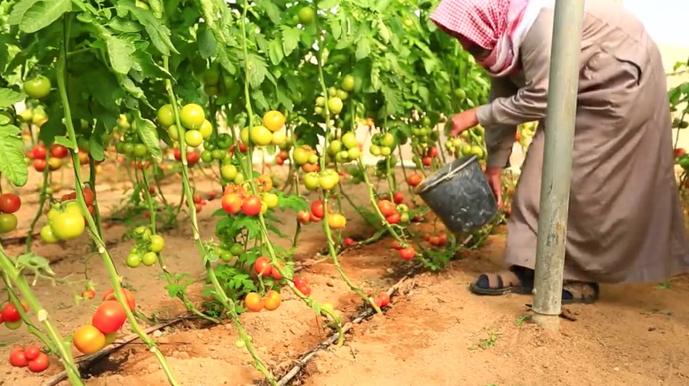 16 مليون دولار خسائر منع الاحتلال التصدير الزراعي بغزة