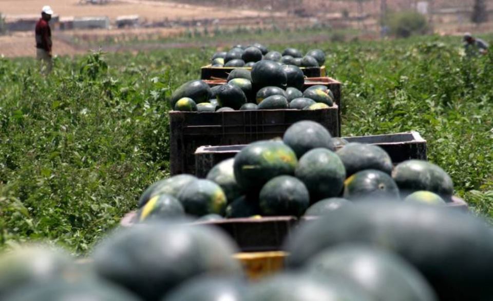 البطيخ بغزة.. جودة عالية واكتفاء في السوق المحلي