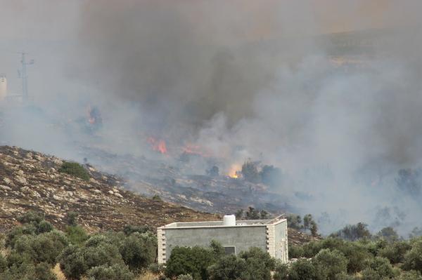 مستوطنون يحرقون مئات أشجار الزيتون جنوب نابلس