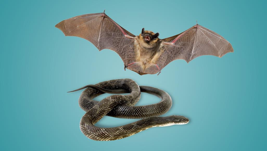معطيات مثيرة عن كورونا الصيني.. الخفافيش نقلته إلى الثعابين