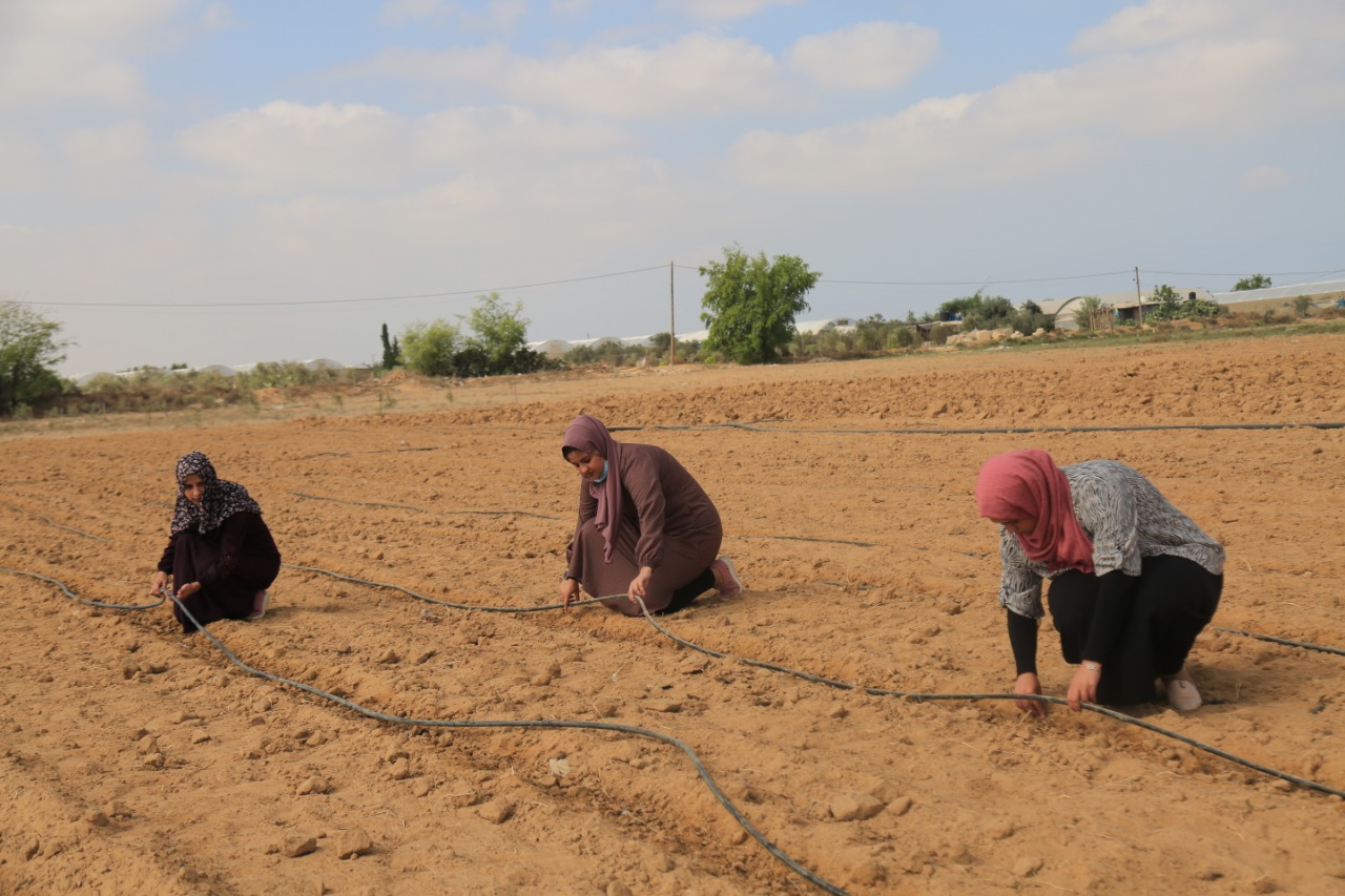 بسواعدهنّ الغضّة.. ثلاث خريجات يُدِرْن مشروعًا زراعيًّا خاصًّا بغزة