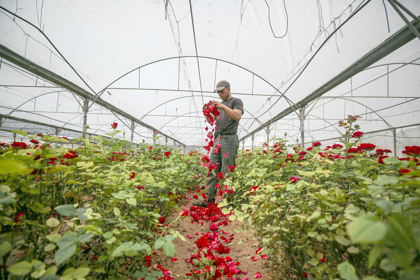 زراعة الورد تتلاشى في غزة بسبب كورونا والحصار