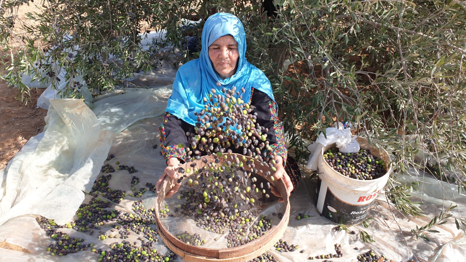 استعداد بغزة لقطف الزيتون وسط مخاوف من تراجع الإنتاج