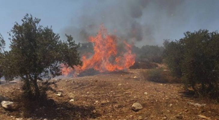 مستوطنون يحرقون 400 شجرة زيتون في الخليل