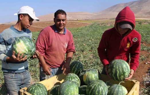 البطيخ …ساحة صراع فلسطيني صهيوني بالأغوار!