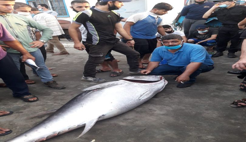 صيادو غزة اصطادوا 73 سمكة تونة عملاقة منذ بداية العام