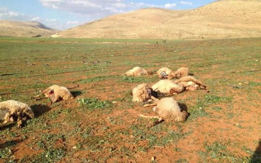 نفوق 9 رؤوس أغنام في اعتداء مستوطنين بقلقيلية