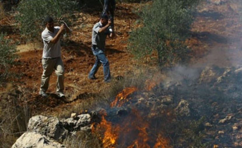 مستوطنون يضرمون النار بأشجار الزيتون شمالي الضفة