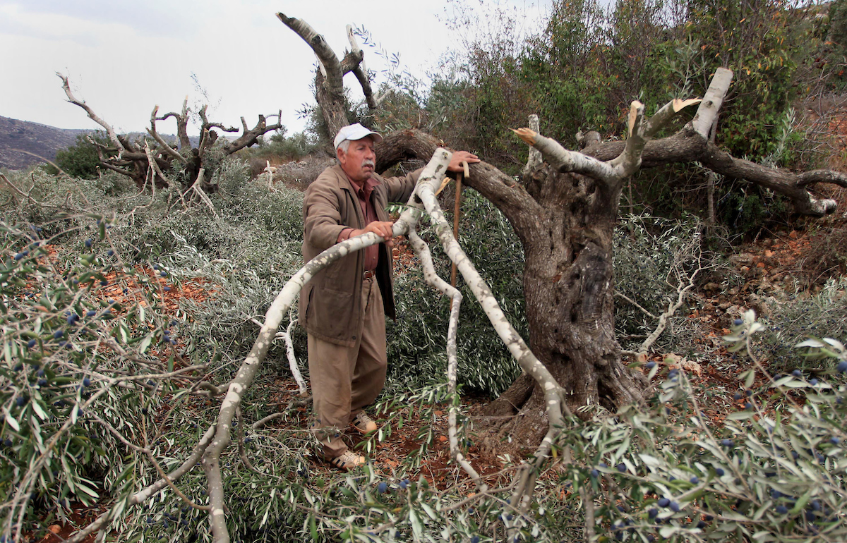 جيش الاحتلال يقتلع 70 شجرة زيتون معمّرة شرق بيت لحم