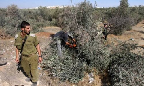 مستوطنون يقطعون 200 شجرة زيتون في مسافر يطا
