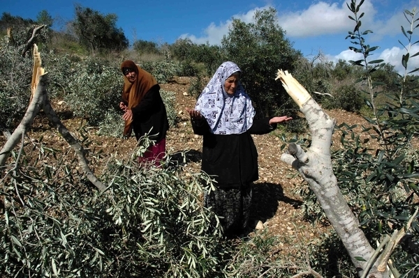 مستوطنون يهاجمون مزارعين ويتلفون أشجار زيتون غرب رام الله