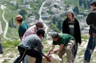 مغتصبون صهاينة يقتلعون 200 شجرة زيتون قرب عقربا