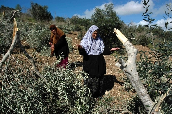 مستوطنون يقتلعون مئات الأشتال ويسرقون ثمار الزيتون من أراضي سبسطية