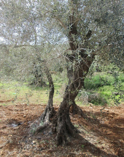 مستوطنو يتسهار يقطعون الزيتون في بورين