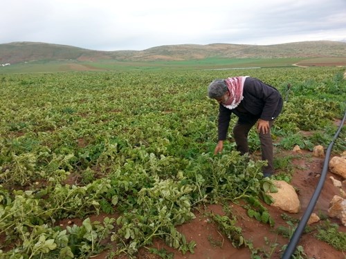 طائرات الاحتلال ترش مزروعات غزة بالمبيدات السامة