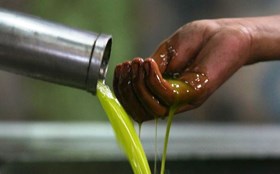 زيت الزيتون.. بريق الأرض المباركة المخضب بدماء الشهداء (فيديو)