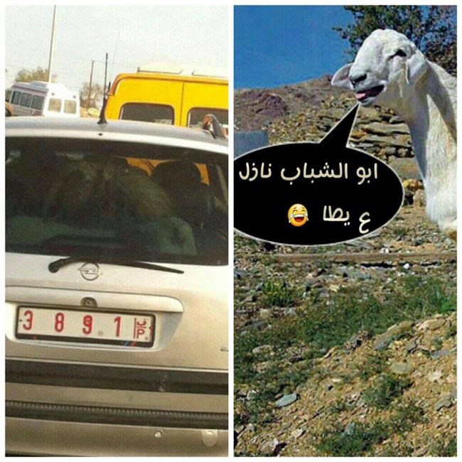 خراف بسيارة حكومية.. تبرير المسؤولين وسخرية الناشطين