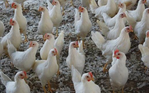 اليابان تقرر إعدام 40 ألف دجاجة بسبب أنفلونزا الطيور