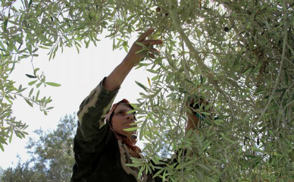 نساء فلسطين.. كفاح في ظل غياب الضمان الاجتماعي
